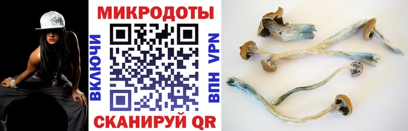 Псилоцибиновые грибы мицелий Дорогобуж